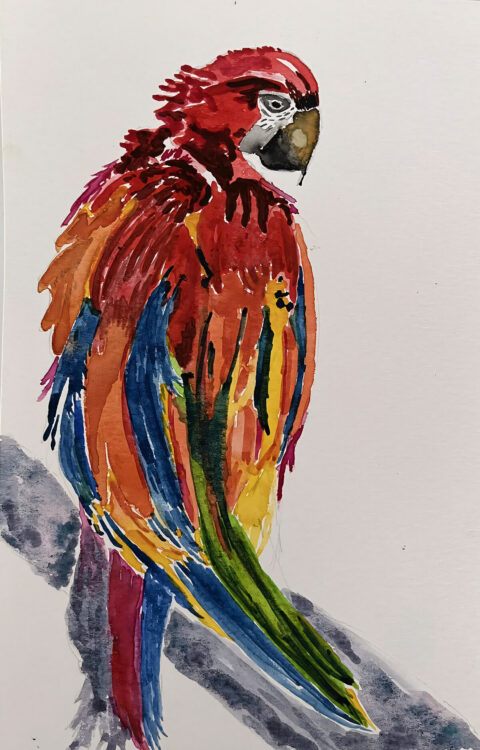 Parrot