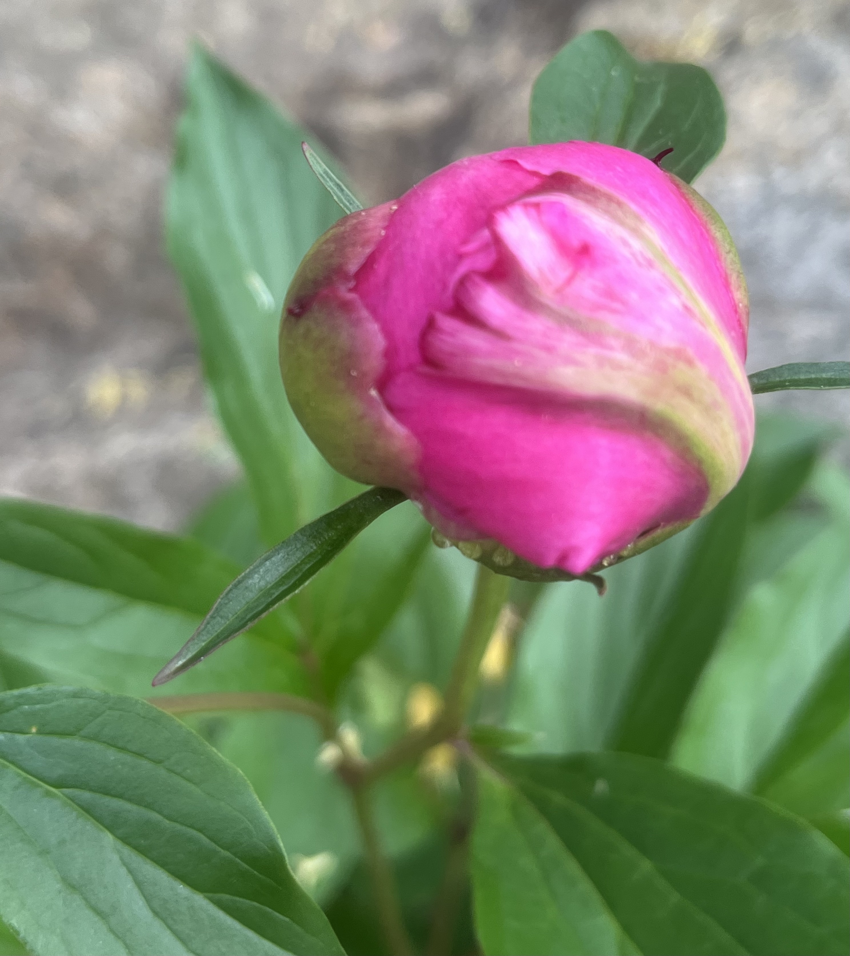 Unfurling rose