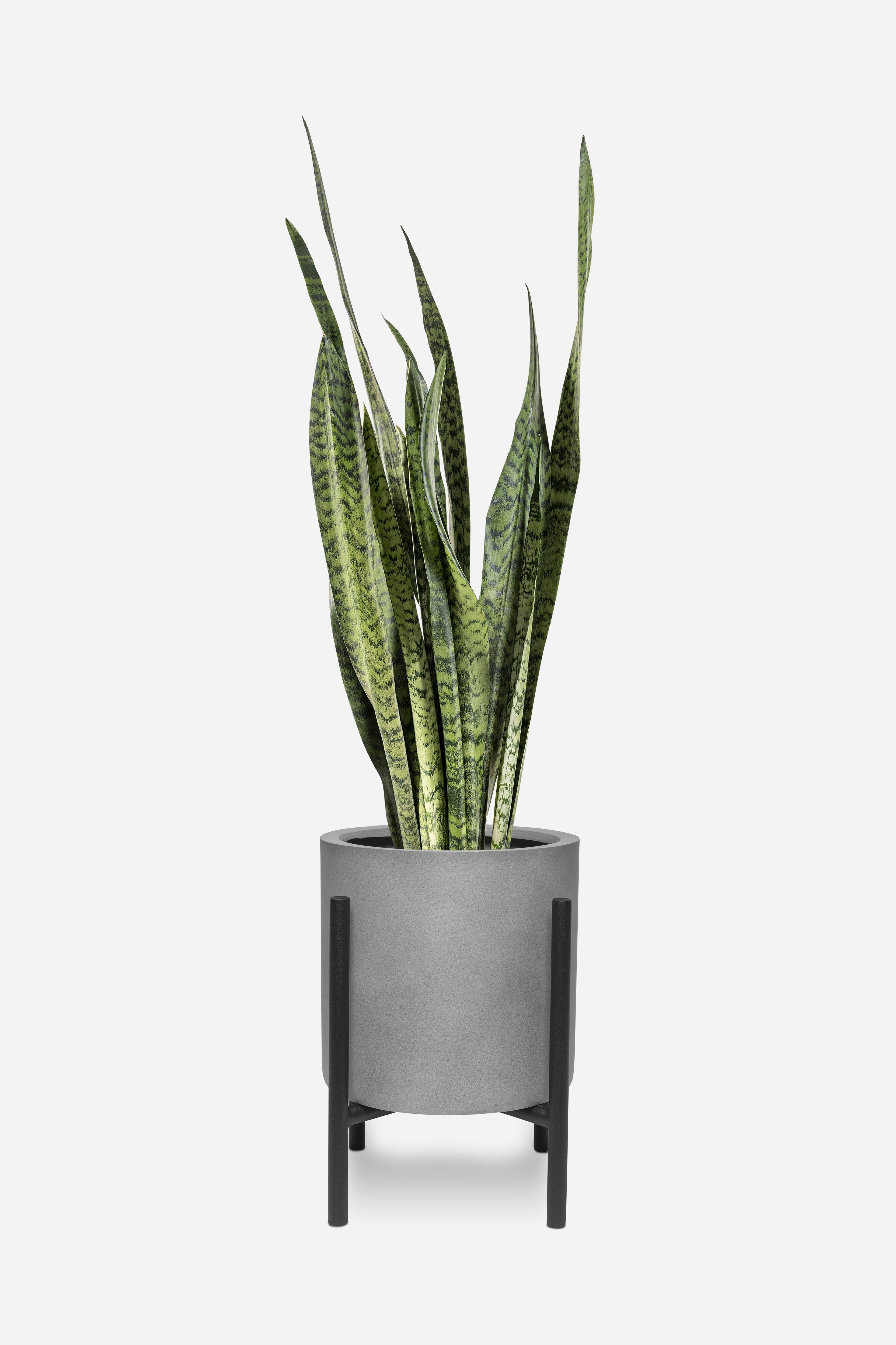 snake plant