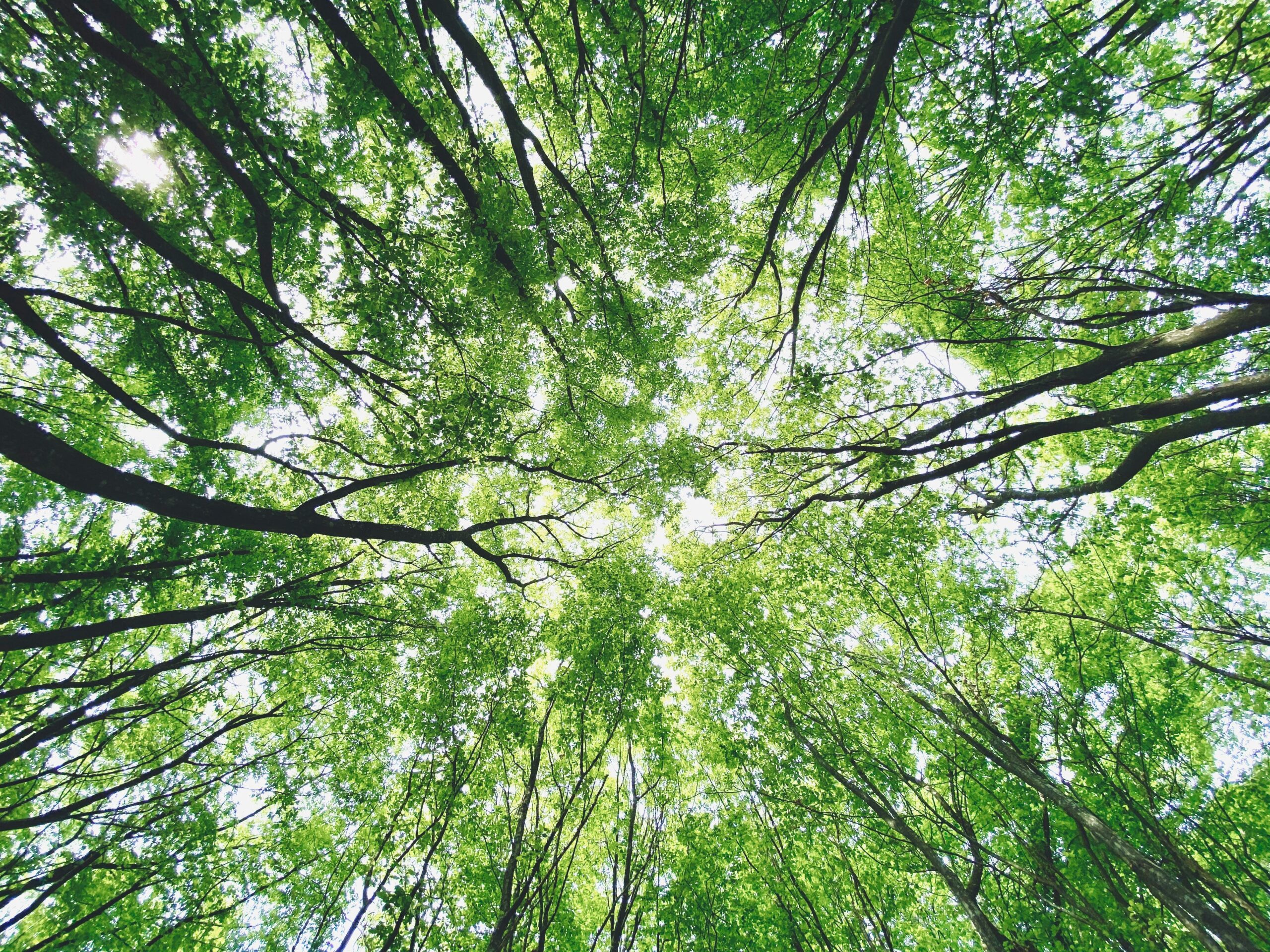 Your Brain on Green: How Nature Imagery — Even Indoors — Changes Stress Chemistry